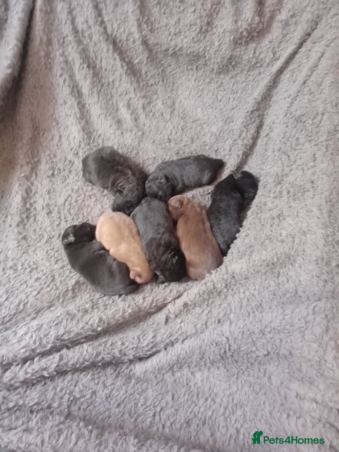 Patterdale Terrier dogs for sale: Patterdale pups for sale ready now - Image 33