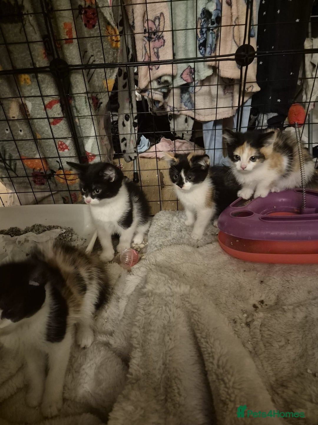 Mixed Breed cats for sale: Adorable kittens - Advert 5