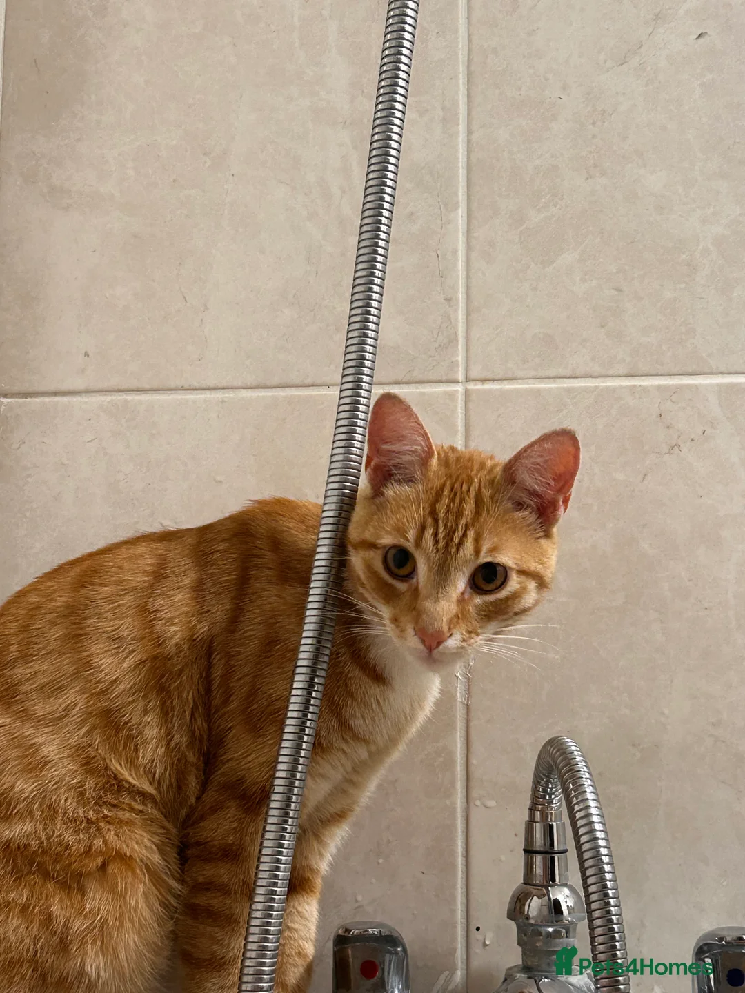 Mixed Breed cats for sale: 3-Year-Old Ginger Boy Looking for a Loving Home 🐾 - Advert 2
