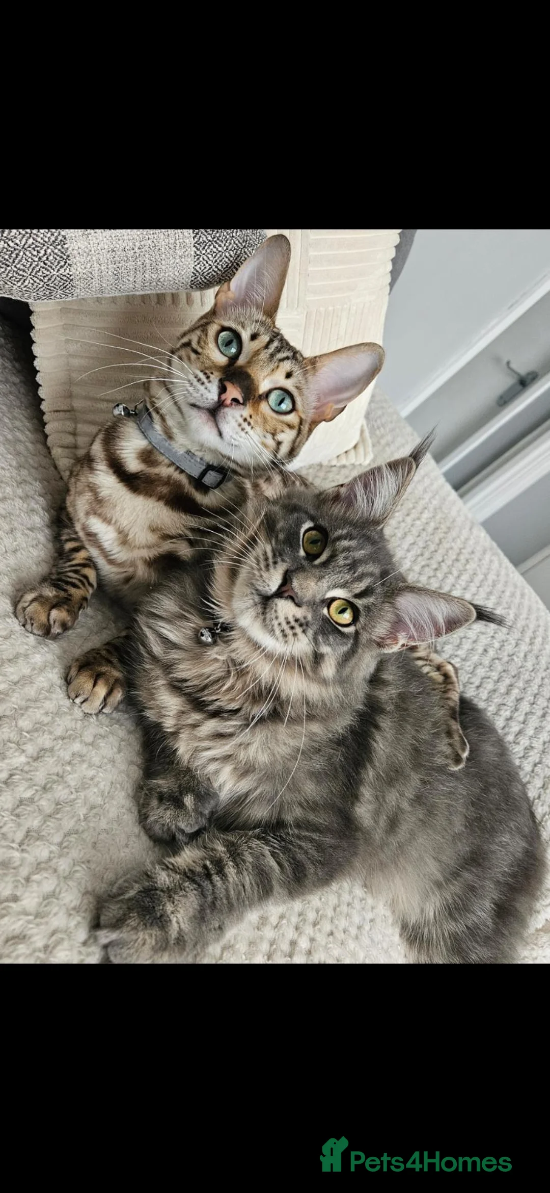 Bengal cats for sale: Bengal and Maine Coon Males in West Bromwich - Advert 2