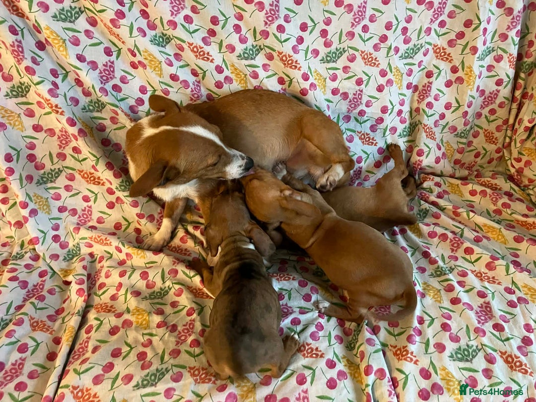 Mixed Breed dogs for sale: Miniature jack russel X Miniature dachshund  - Advert 11