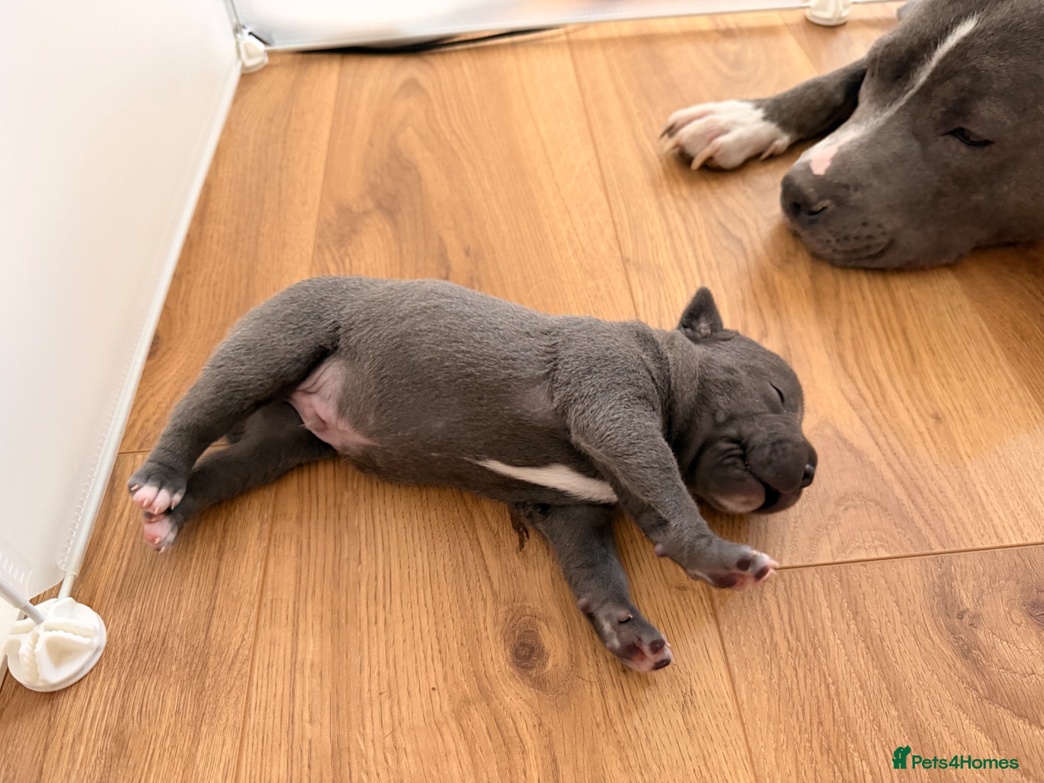 Staffordshire Bull Terrier dogs for sale: Beautiful Blue Staffordshire Bull Terrier Puppy - Advert 5