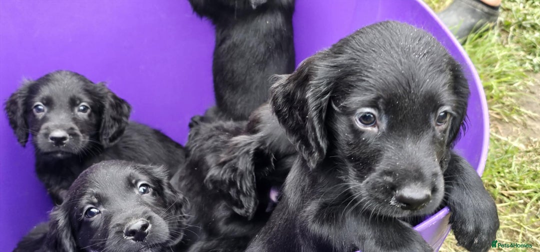 Mixed Breed dogs for sale: ** Spangold Retrievers ** - Image 22