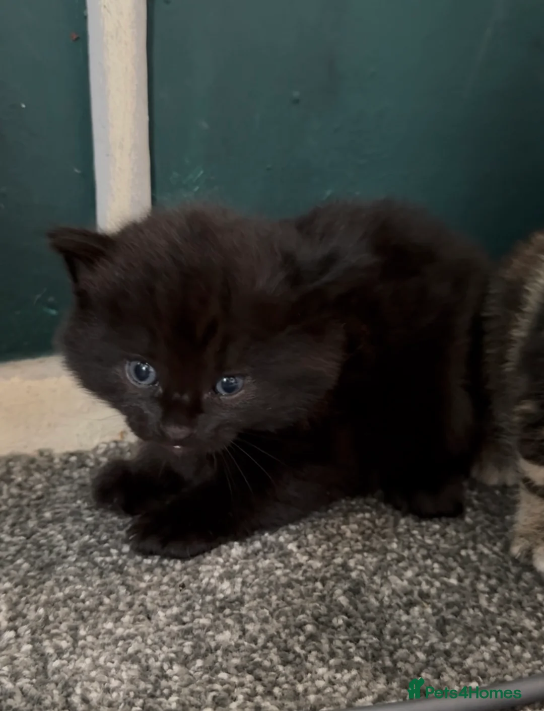 Mixed Breed cats for sale: Cute litter of kittens  - Advert 7