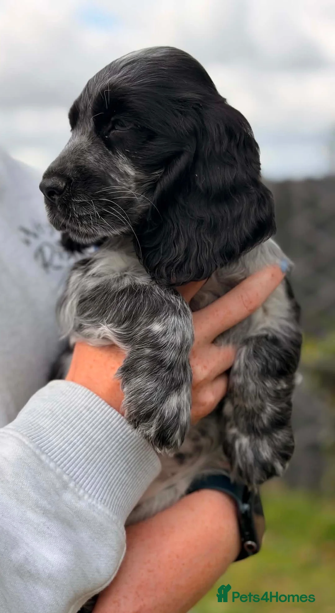 Cocker Spaniel dogs for sale: Show Cocker Pups Ready Now⭐️ - Advert 2