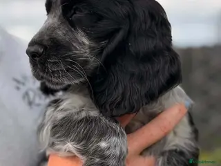 Cocker Spaniel dogs Show Cocker Pups Ready Now⭐️ - Advert 3