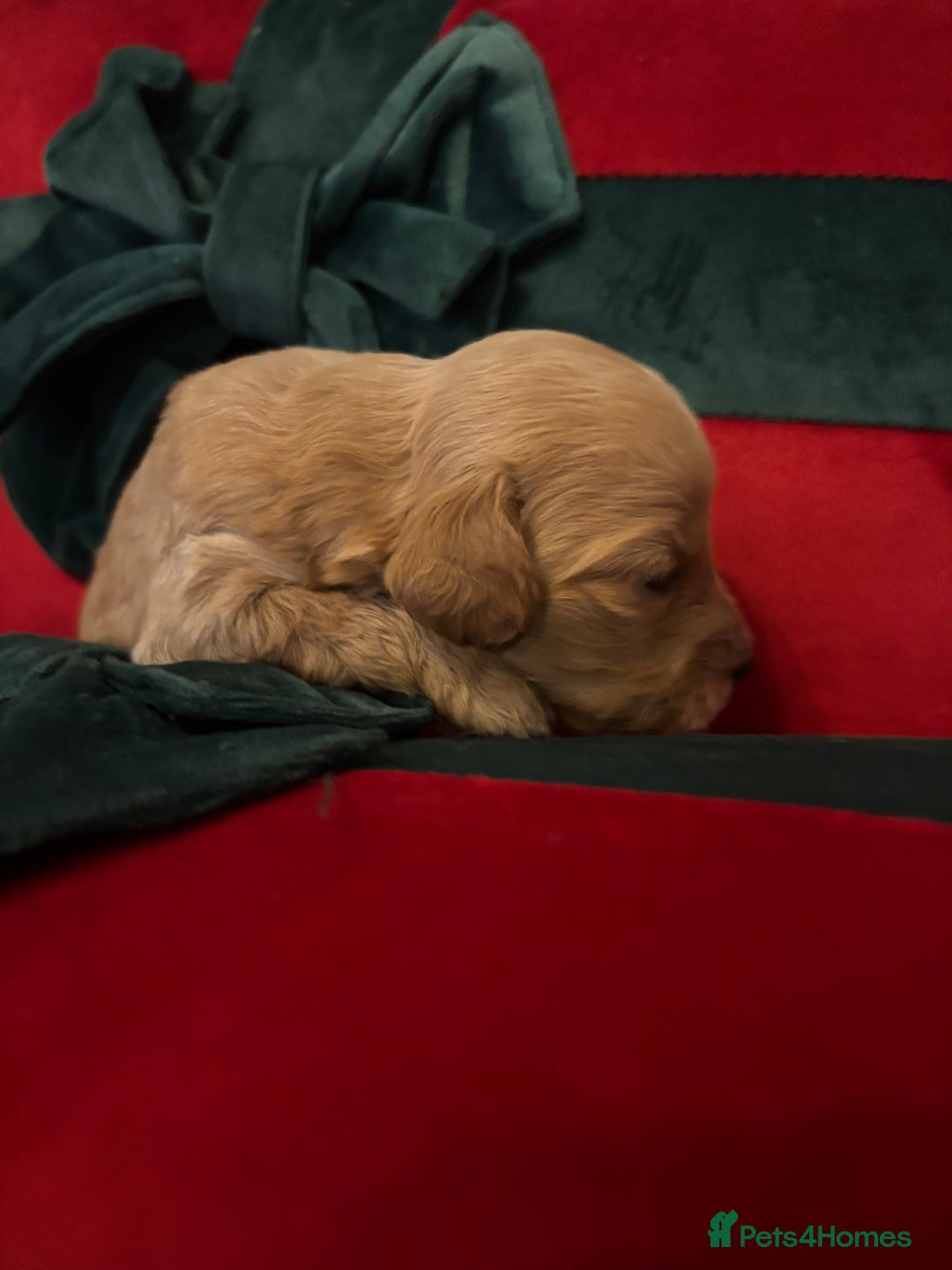 Cockapoo dogs for sale: ⭐️OUTSTANDING, HIGH QUALITY Cockapoo F1B Puppies⭐️ - Advert 23