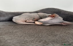 Sphynx cats for sale: Adorable Canadian sphinx - Image 14