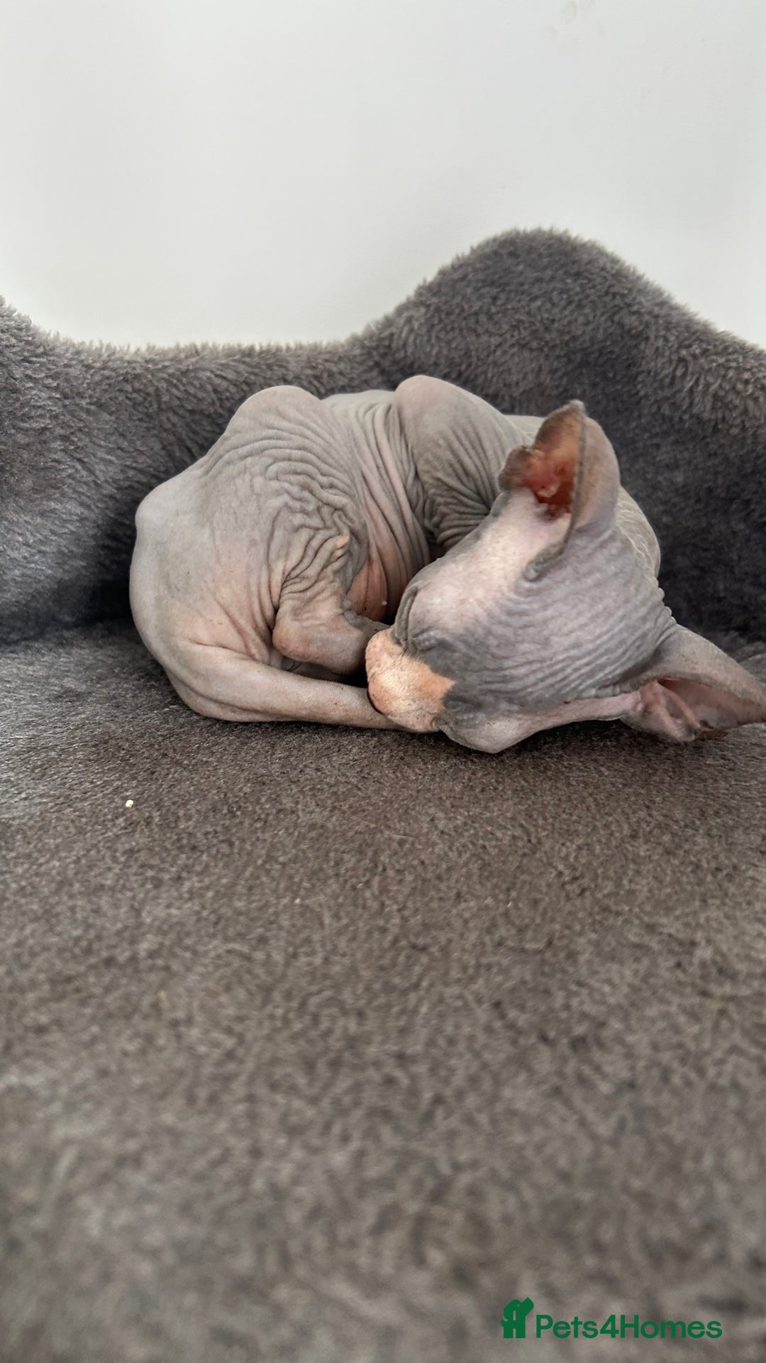 Sphynx cats for sale: Adorable Canadian sphinx - Image 14