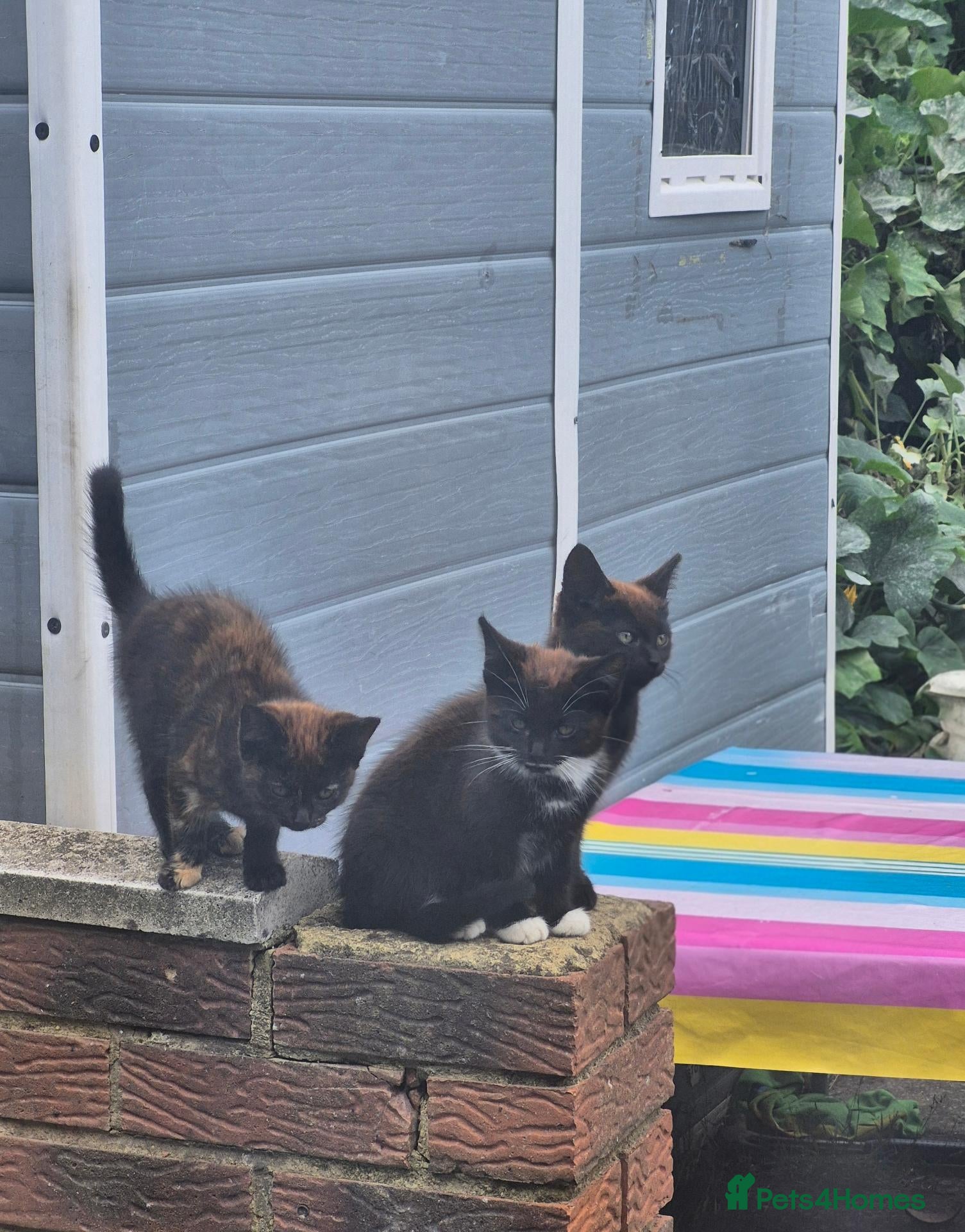 Domestic Shorthair cats Beautiful Female Black & Brown Tuxedo Kitten - Advert 4
