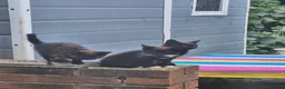 Domestic Shorthair cats for sale: Beautiful Female Black & Brown Tuxedo Kitten in Dagenham - Advert 1