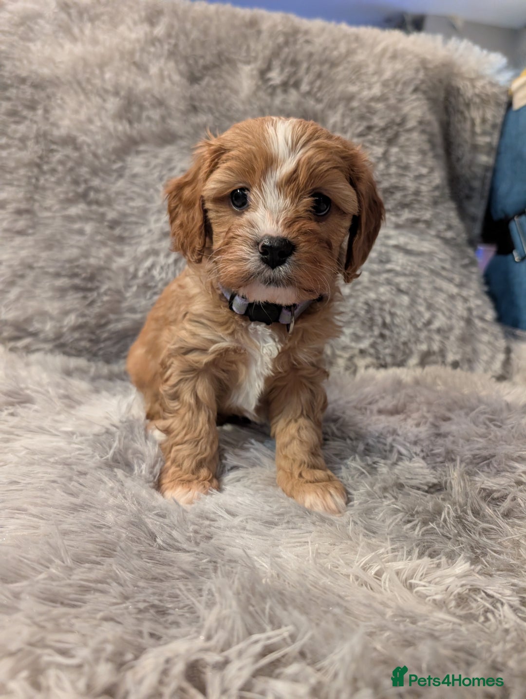Cavapoo dogs for sale: ❤️F1 CAVAPOO GIRL❤️ HEALTH TESTED PARENTS!🐩 - Advert 6