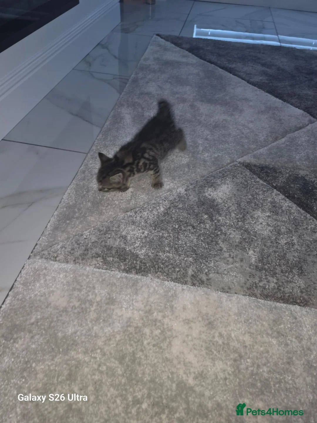 Mixed Breed cats for sale: 2 wee girls in Glasgow - Advert 2
