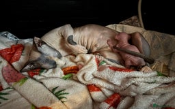 Sphynx cats for sale: Sphynx baby boy available  - Image 5