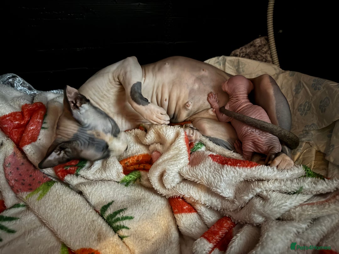 Sphynx cats for sale: Sphynx baby boy available  - Image 5