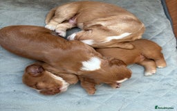 Cocker Spaniel dogs for sale: Cocker Spaniel Puppies  - Image 4