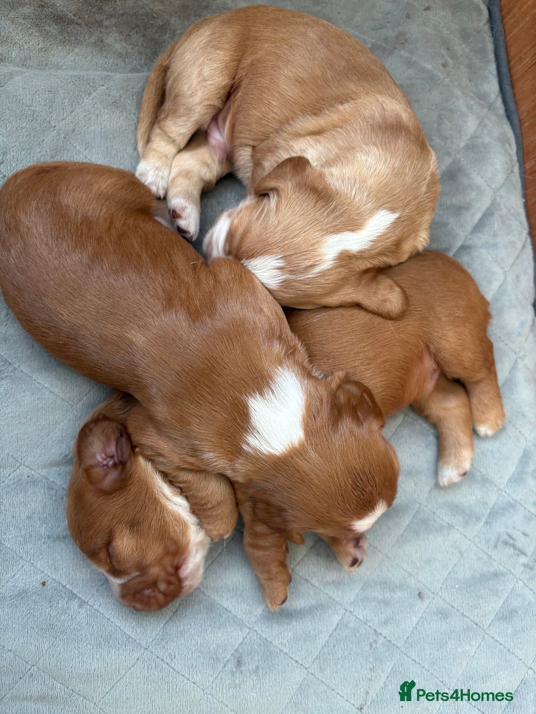 Cocker Spaniel dogs for sale: Cocker Spaniel Puppies  - Image 4