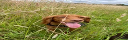 Cocker Spaniel dogs for sale: KC reg Working cockers - Outstanding pedigree - Advert 40
