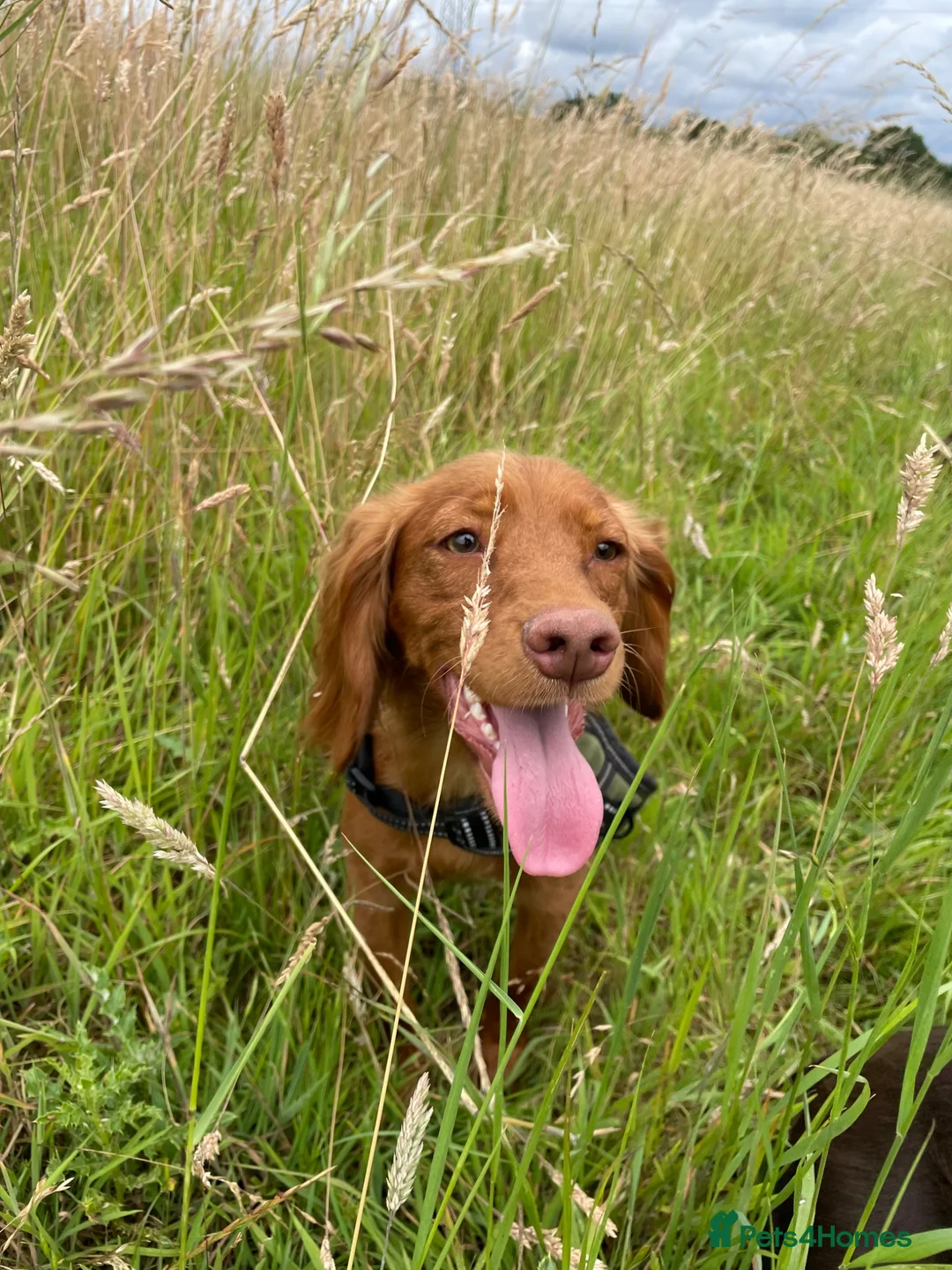 Cocker Spaniel dogs for sale: KC reg Working cockers - Outstanding pedigree - Advert 40