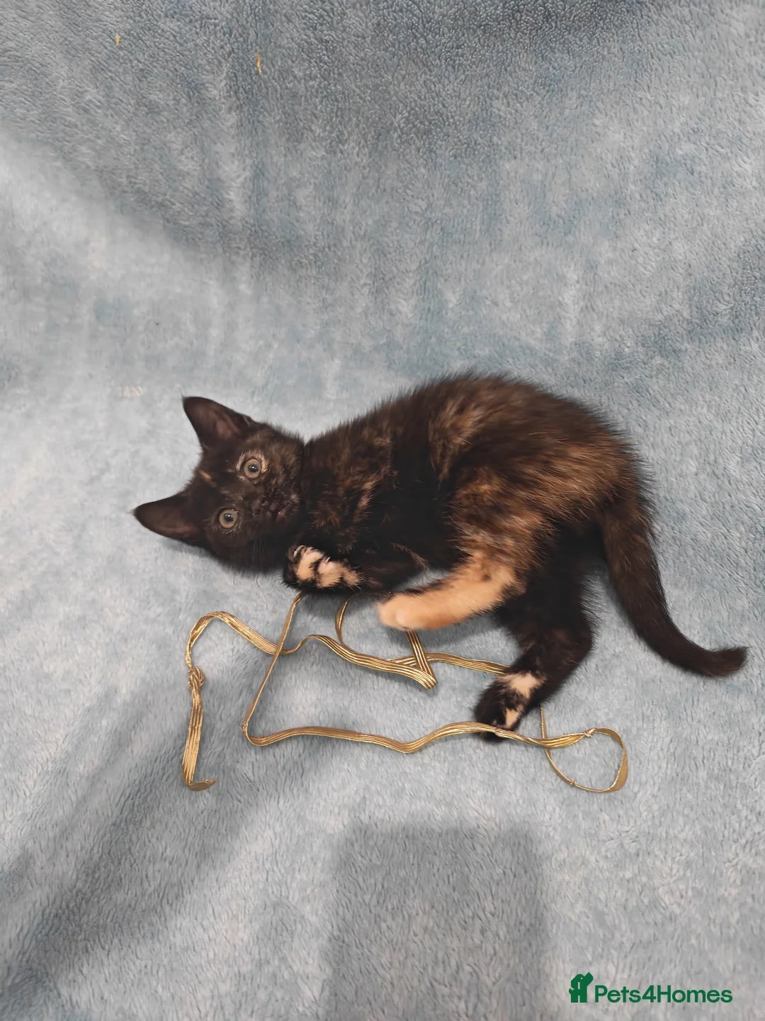 Mixed Breed cats for sale: Beautiful kittens VIDEOS - Advert 16