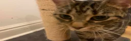 Mixed Breed cats for sale: Mixed Breed Classic Tabby Kittens  in Gainsborough - Advert 4