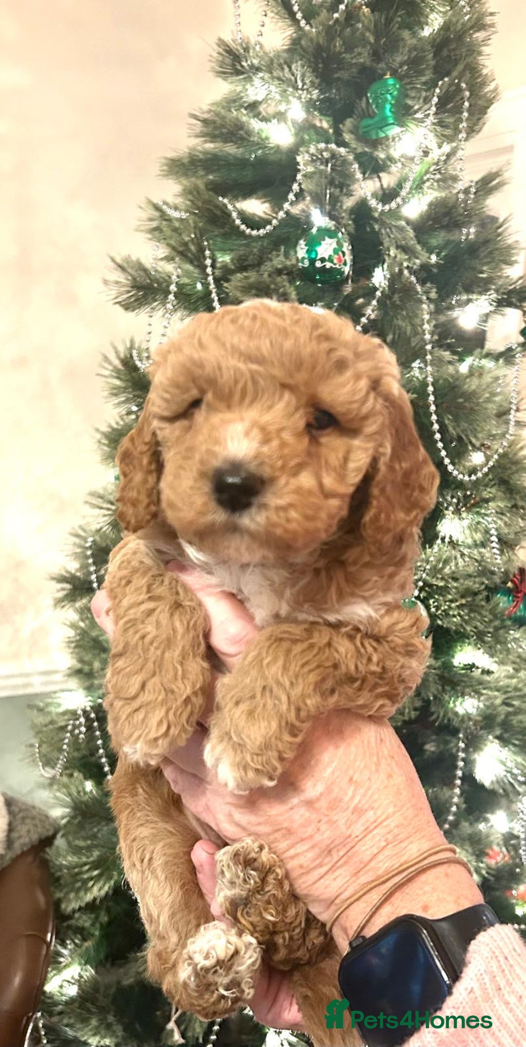 Poodle dogs for sale: Adorable Poodle puppies - Advert 12