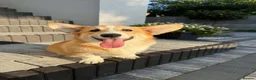 Welsh Corgi Pembroke dogs for sale: Welsh Corgi Pembroke Boy - Advert 2