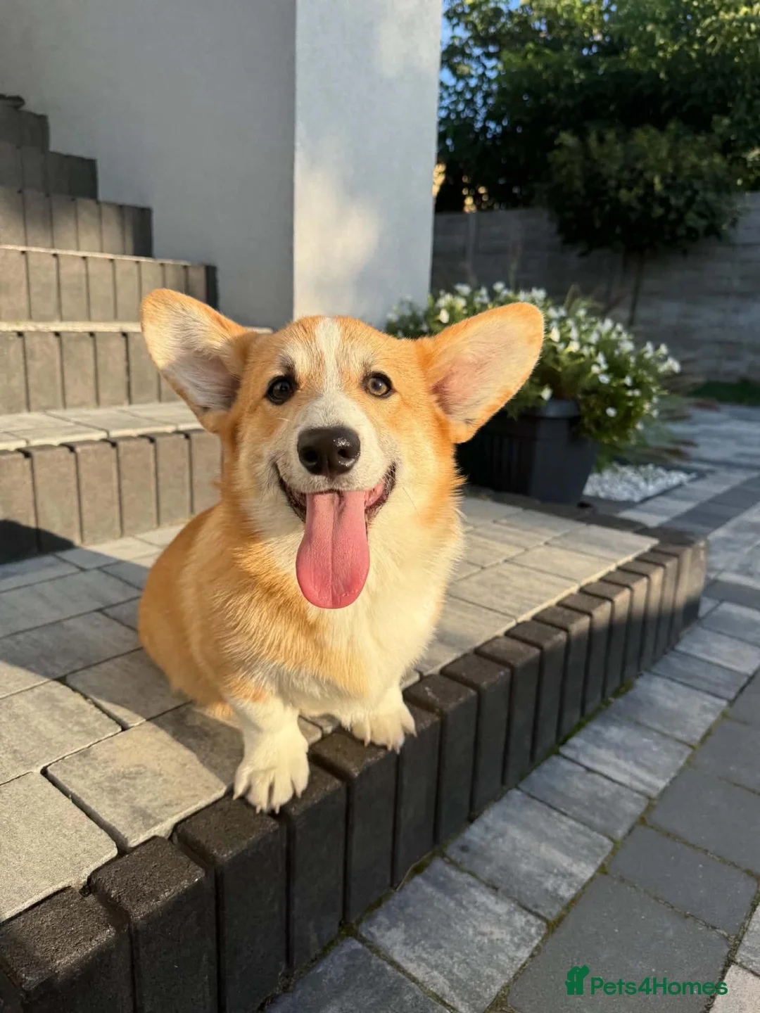 Welsh Corgi Pembroke dogs for sale: Welsh Corgi Pembroke Boy - Advert 2