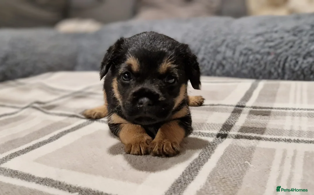 Border Terrier dogs for stud: K.c reg, Red Grizzle Border Terrier STUD ONLY in Uckfield - Advert 9