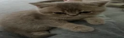 British Shorthair cats for sale: 4 Gorgeous BSH Kittens are ready - Advert 2