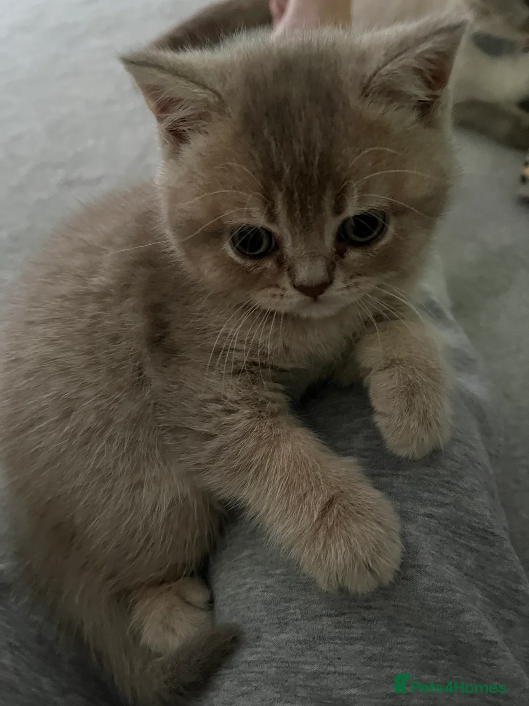 British Shorthair cats for sale: 4 Gorgeous BSH Kittens are ready - Advert 2