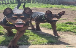 Mixed Breed dogs for sale: Pure Bred/papered Laizhou Hong/Chinese Red Dog - Image 11