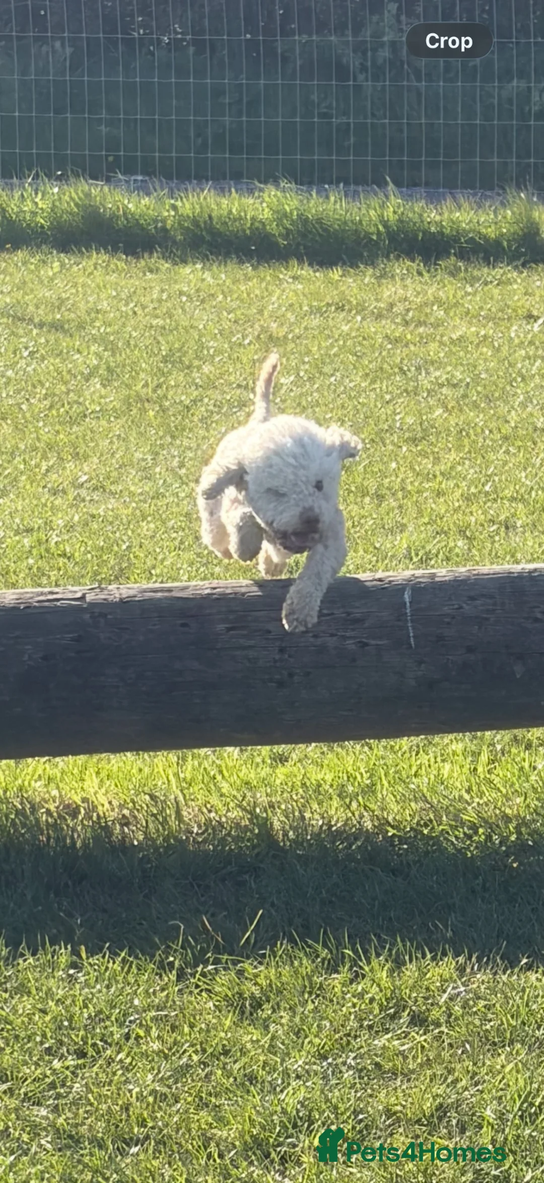 Lagotto Romagnolo dogs for sale: Rehoming lexi  - Advert 2