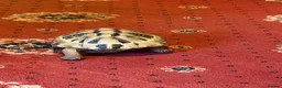 Hermann Tortoise reptiles for sale: Two male Herman tortoises  in Portsmouth - Advert 14