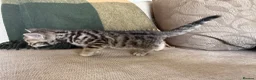 Bengal cats for sale: Exceptional Bengal Heritage Kittens in Llangammarch Wells - Advert 18