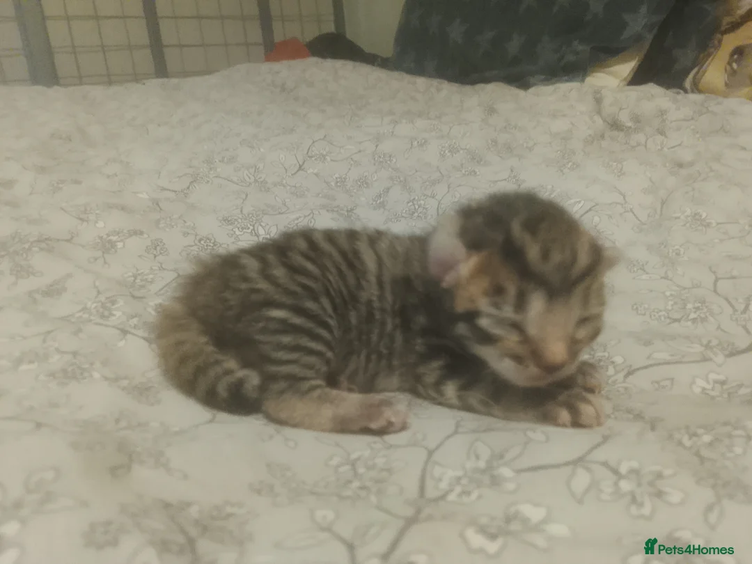 Mixed Breed cats for sale: 2 beautiful kittens lovely colors 1 boy one girl  in Nottingham - Advert 2