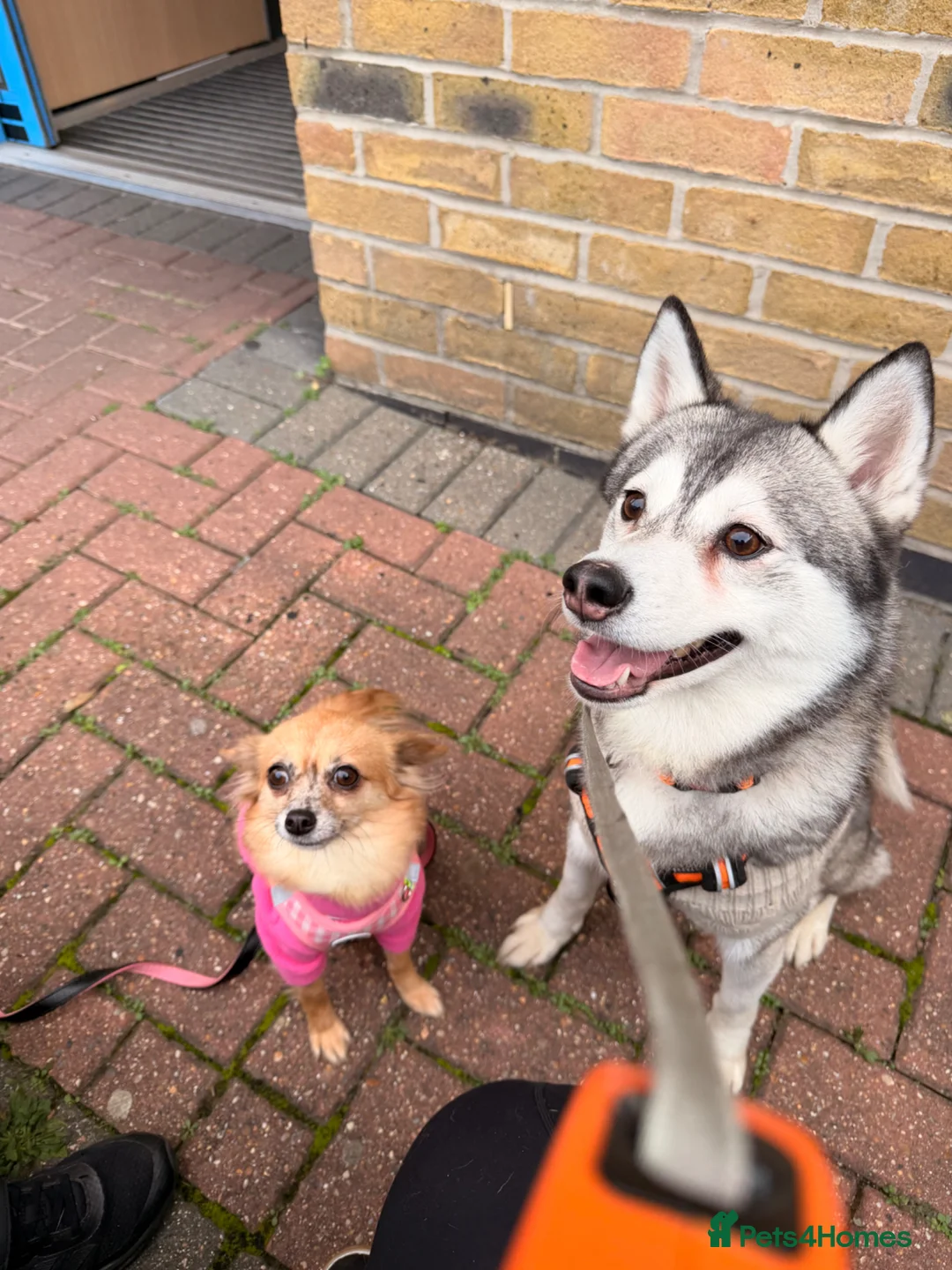 Chihuahua dogs for sale: Long haired chihuahua  in London - Advert 1