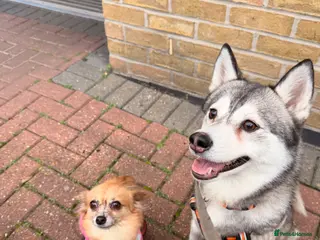 Chihuahua dogs Long haired chihuahua - Advert 1