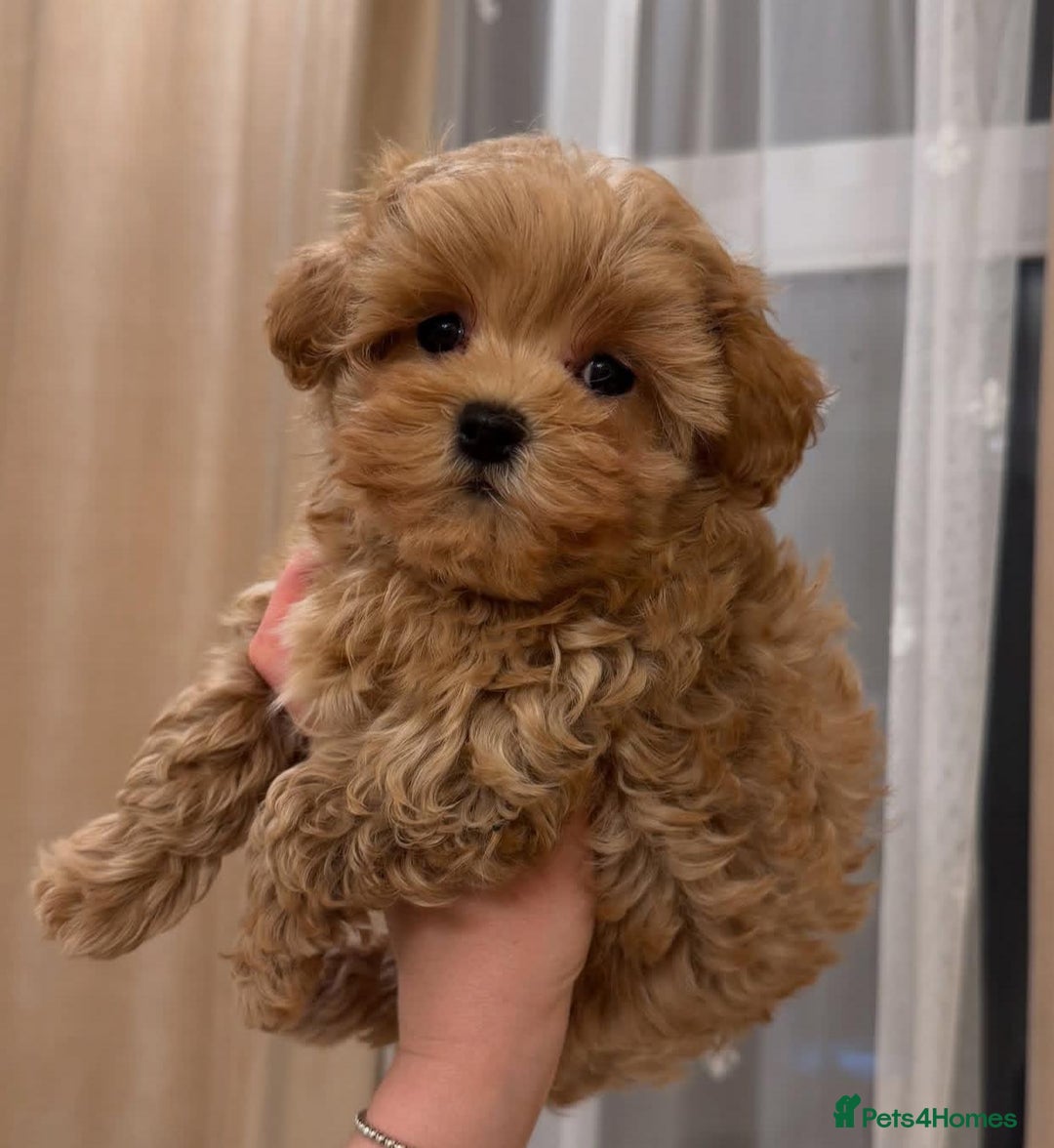 Maltipoo dogs for sale: Beautiful Toy Maltipoo Puppies - Image 13