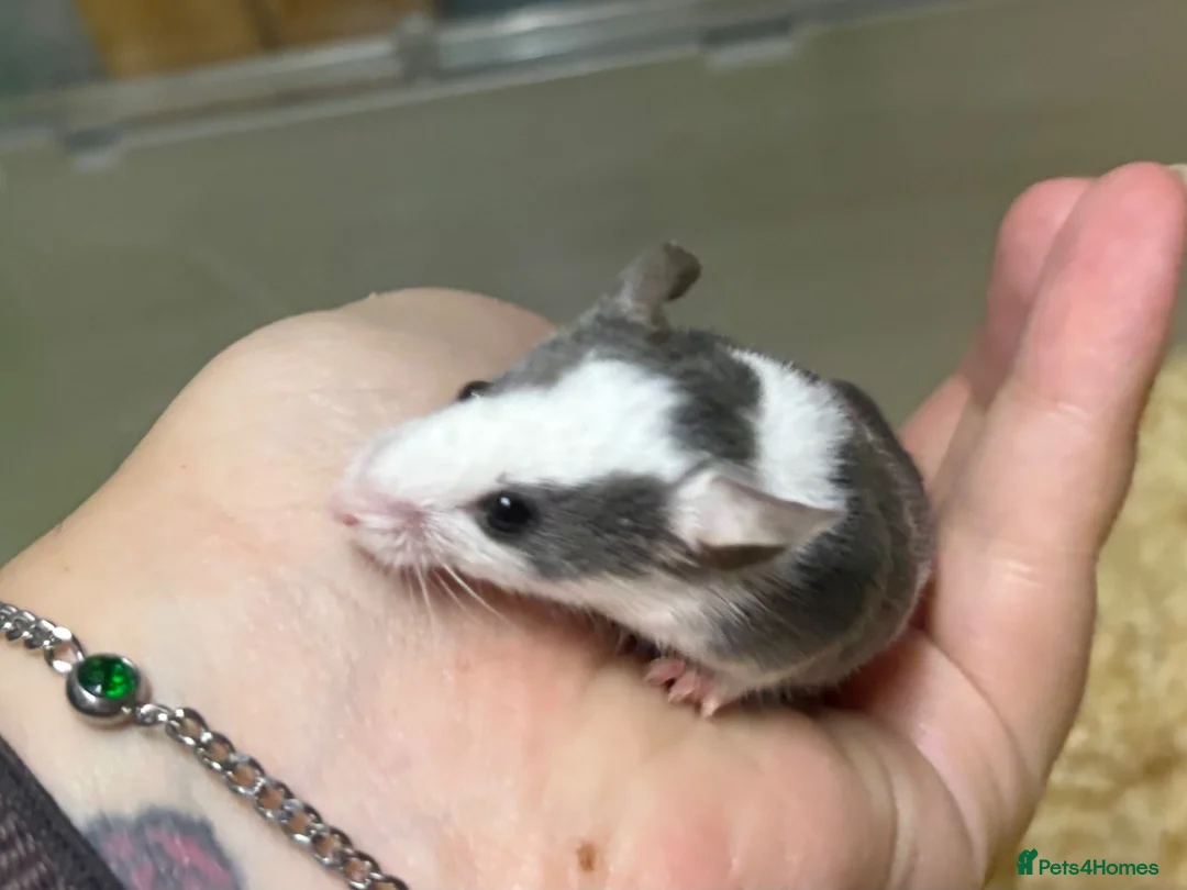 Mouse rodents for sale: AVAILABLE: FRIENDLY BABY MALE FANCY MICE FOR SALE - Advert 10