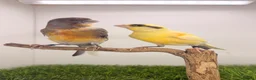 Canaries birds for sale: x3 hens canary’s fit and 2 harlequin males - Advert 1