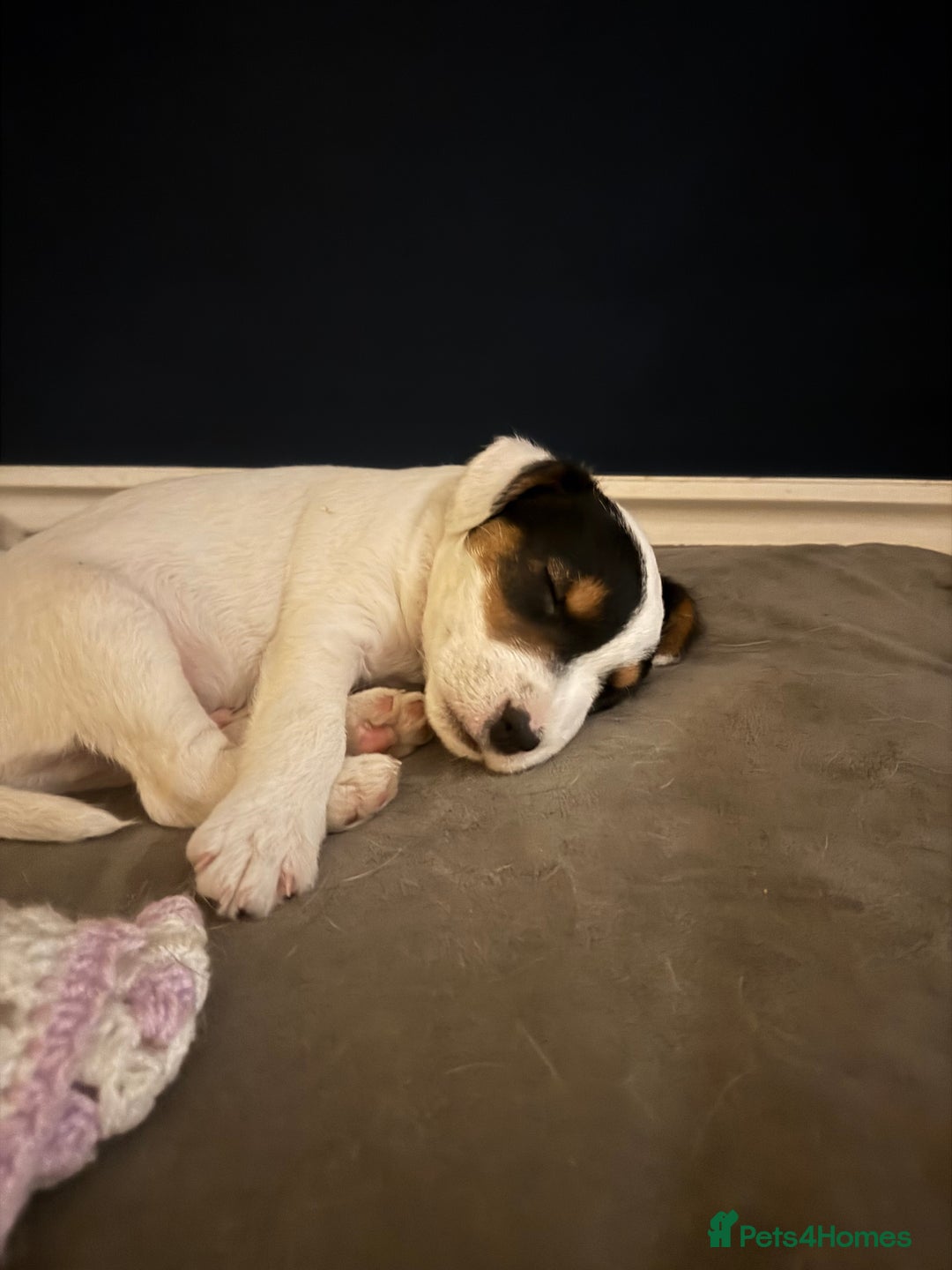 Mixed Breed dogs for sale: Lakeland/russell puppies - Advert 5