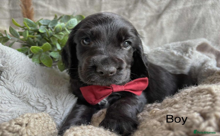 Cocker Spaniel dogs - Advert 8