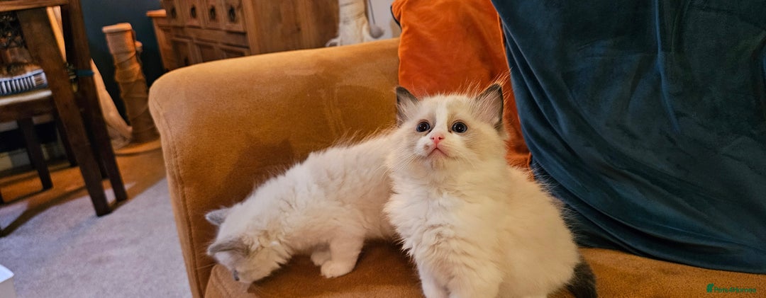 Ragdoll cats for sale: Ready now hcm clear ragdoll litter. X6 - Image 23