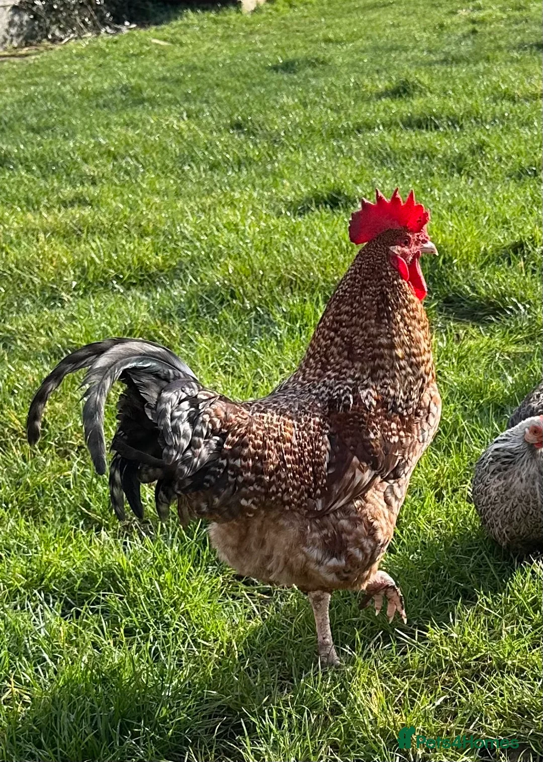 Chickens poultry for sale: Cupcake the Cockerel - Mixed Breed  - Advert 4