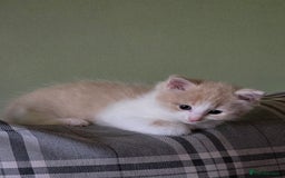 British Longhair cats for sale: 3 male kittens for sale  in Harrow - Image 9