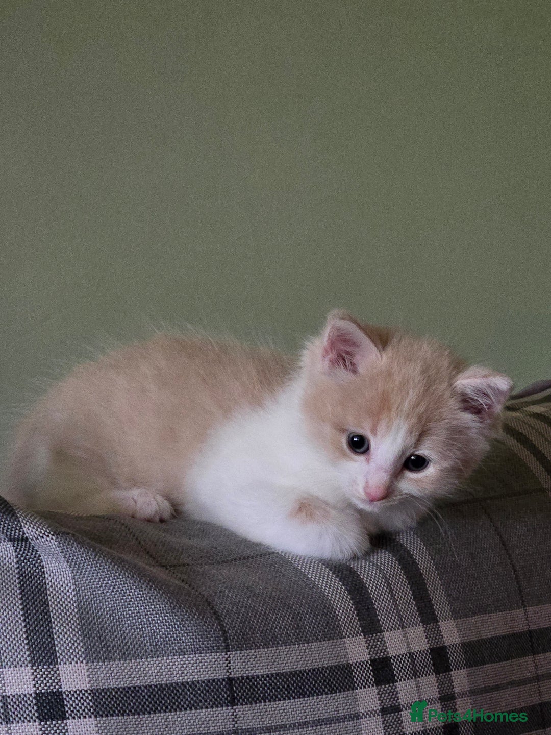 British Longhair cats for sale: 3 male kittens for sale  in Harrow - Image 9