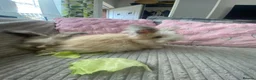 Angora rabbits for sale: English Full Face Angora Kits - Advert 7