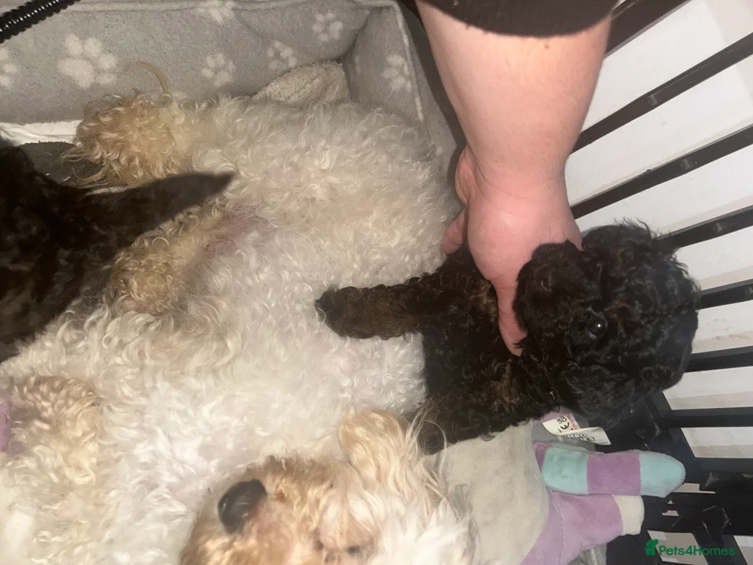 Poochon dogs for sale: poochon  - Advert 10