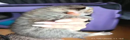 Mixed Breed cats for sale: KITTENS LOOKING FOR LOVING HOMES - Advert 17